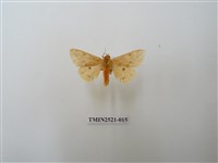 藏品(連星污燈蛾)的圖片